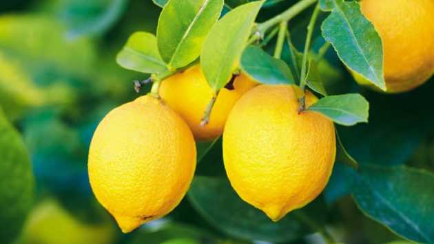 лимон повышает или понижает давление